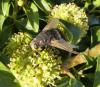 Tachina grossa